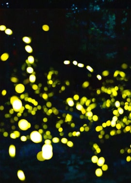 Synchronous Fireflies of the Great Smoky Mountains